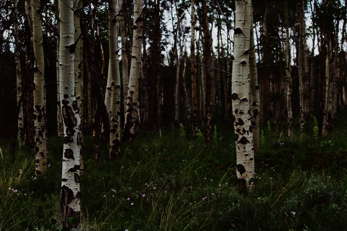 birch.png