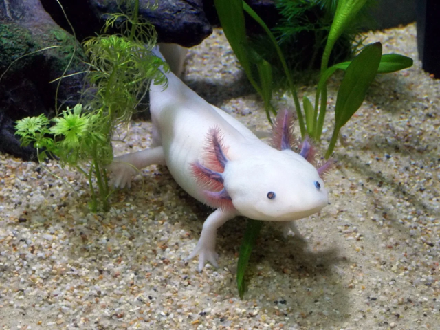 Axolotl.png