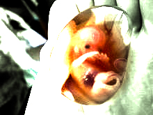 thumb-fetus.jpg