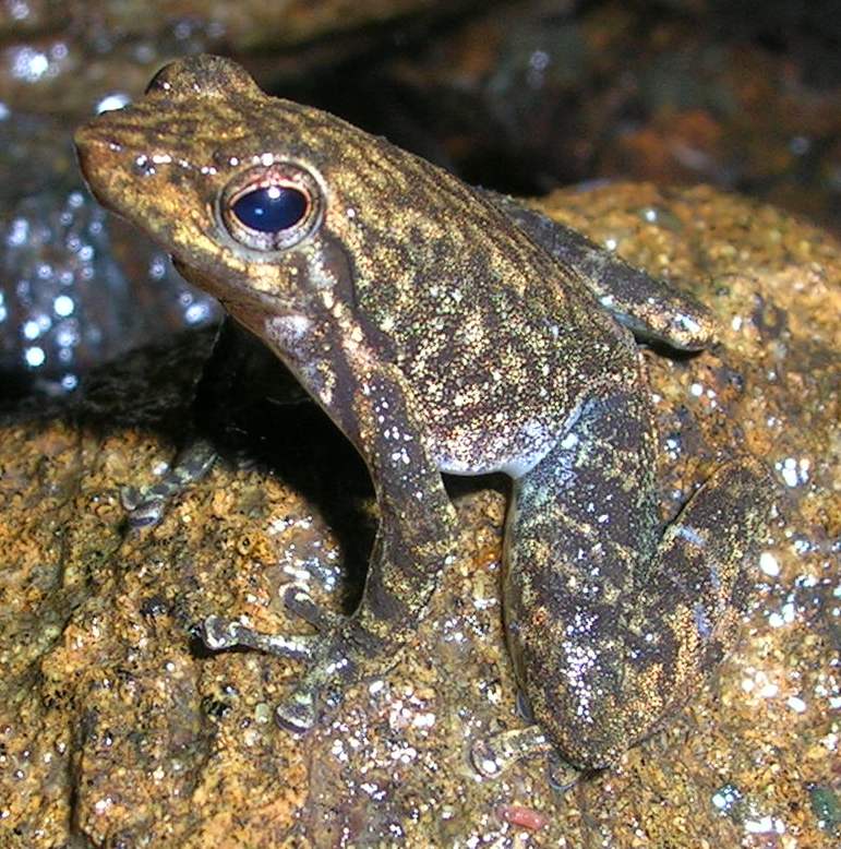 Micrixalus_saxicola.jpg