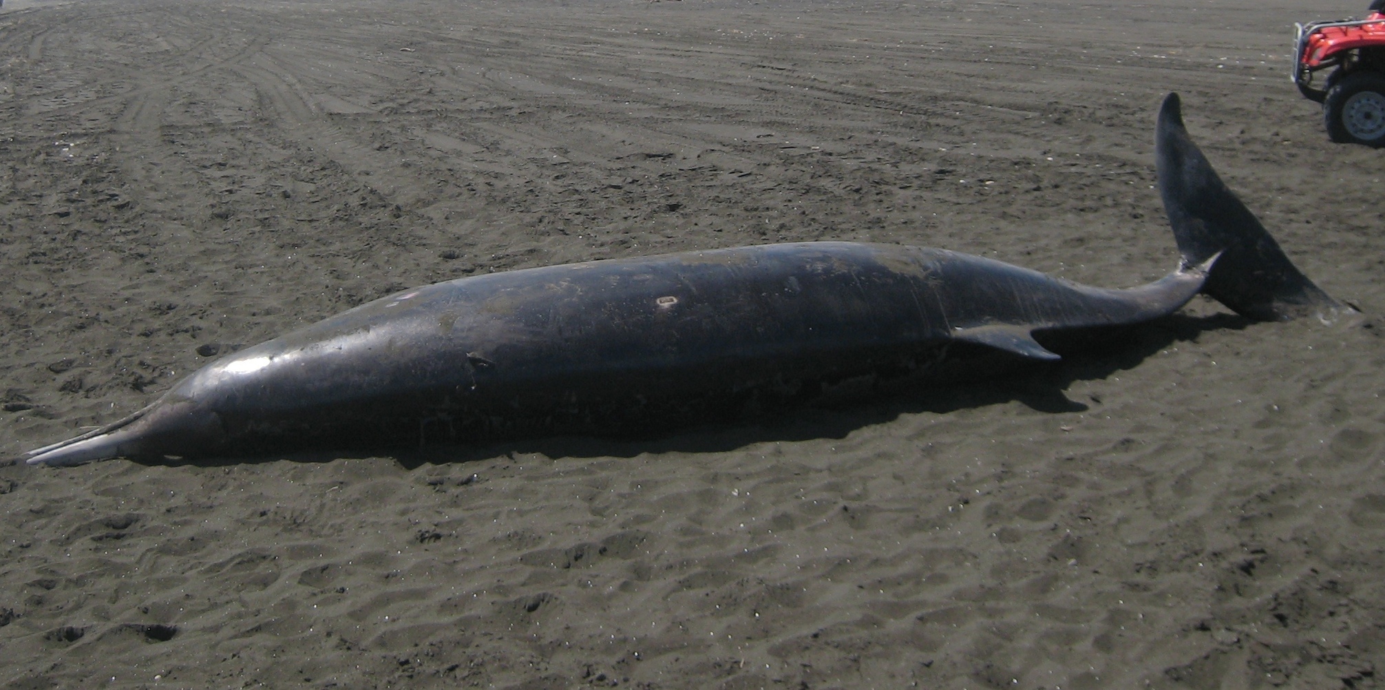 beached-dolphin.jpg