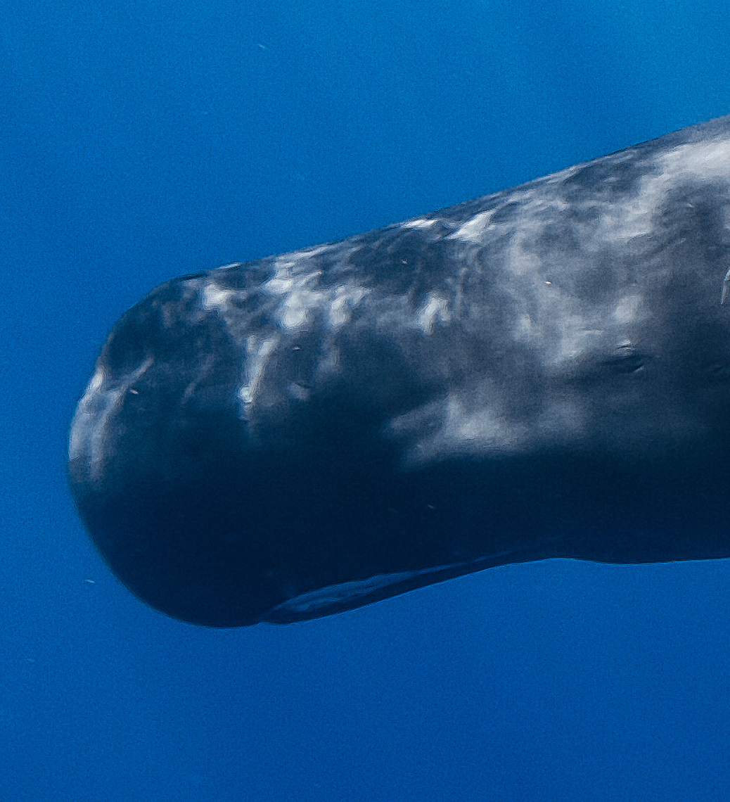 spermwhale.png
