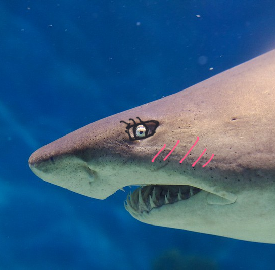 nurseshark.png