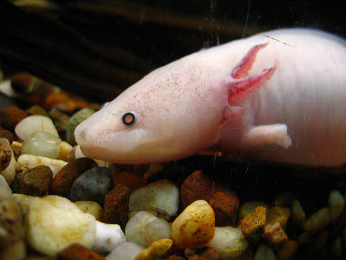 axolotl.png