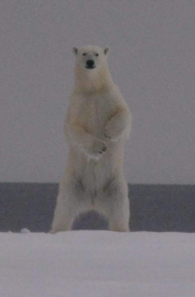 polarbear.jpg