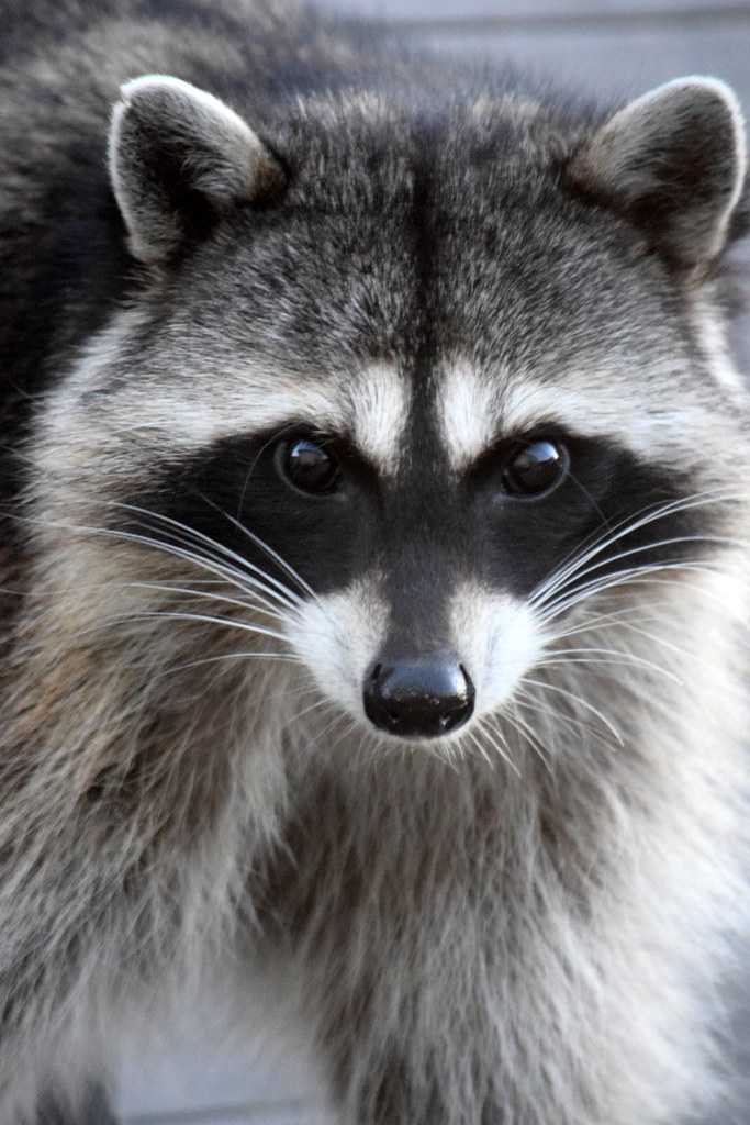 raccoon.jpg