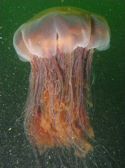 jellyfish.jpeg
