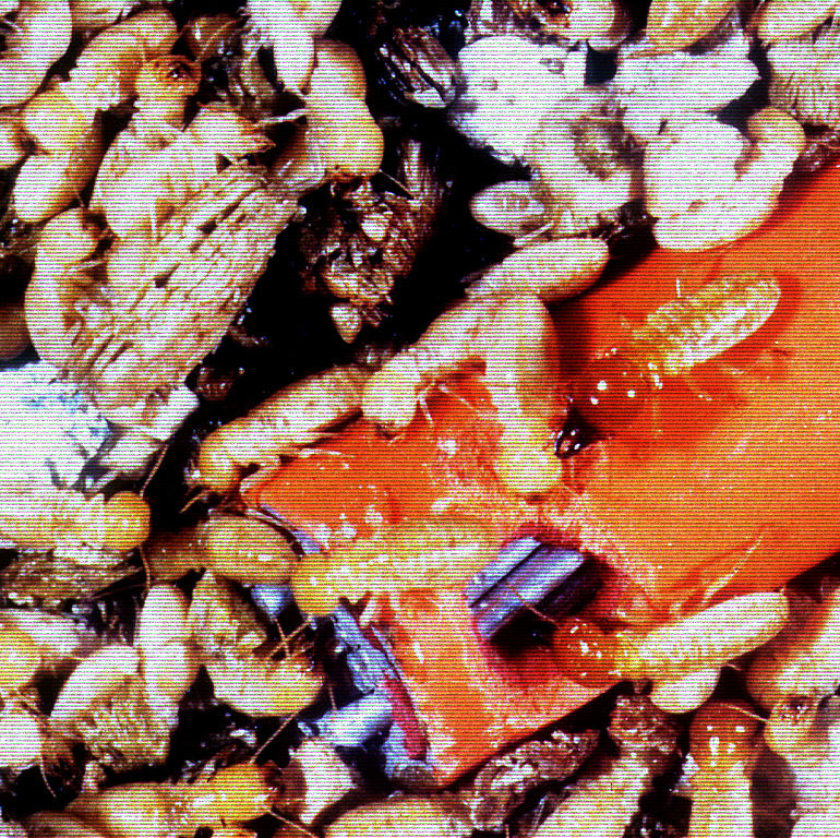 termite.png