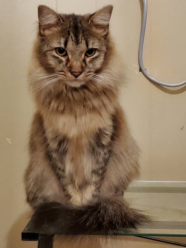 AgentKitty2%28Wiley%29