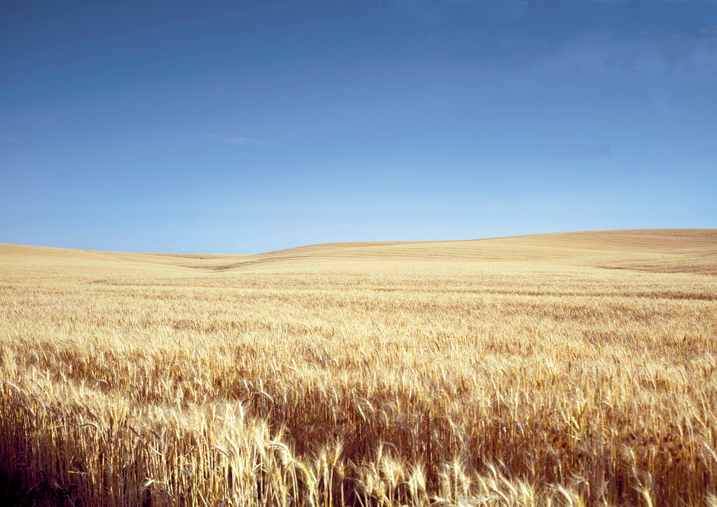 wheat.png