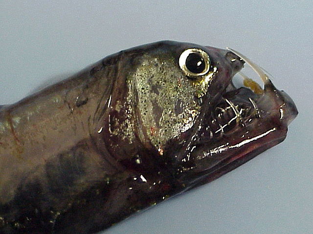 fish5.jpg