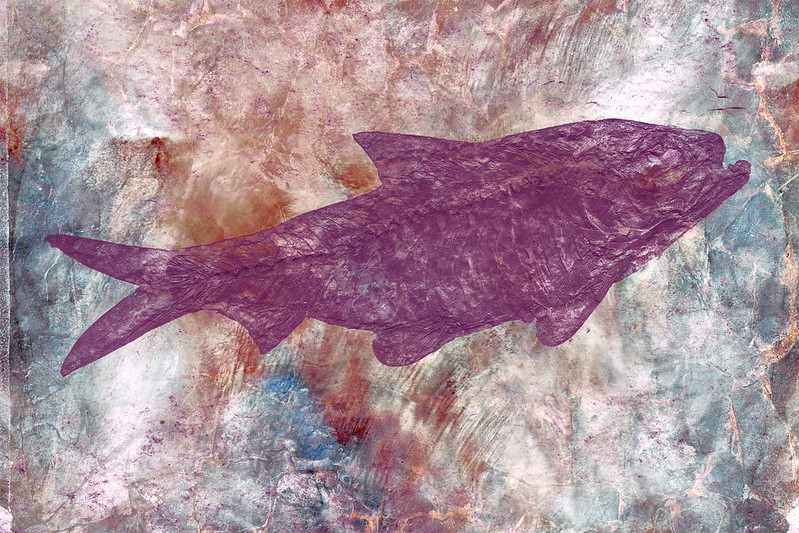 marble_skin_fish_fossil.jpg