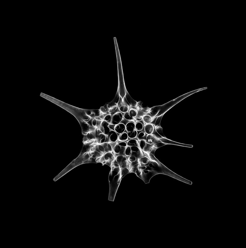 radiolarian_big.jpg