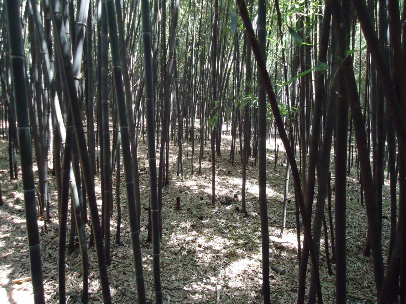 bamboo.JPG