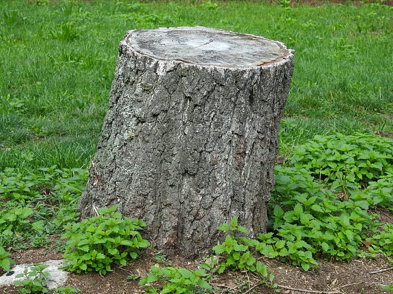stump.jpg
