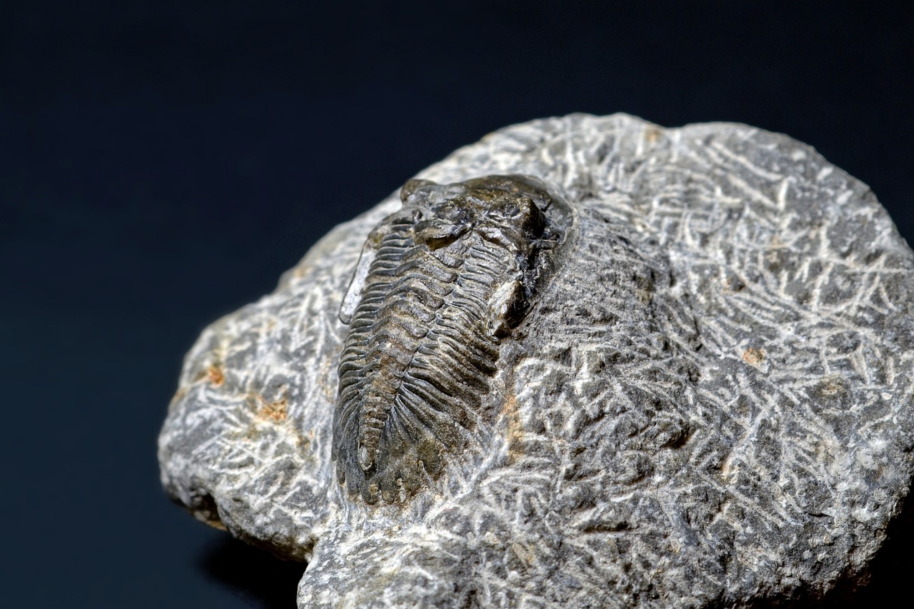 trilobite-5905503_1280.jpg