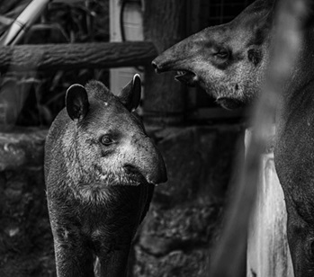 south-american-tapir-7609556_1280.jpg