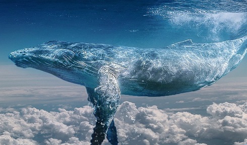 whale-2973595_1280.jpg
