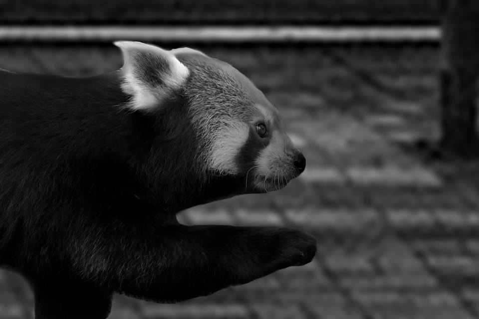 panda-3508141_960_720%20PS.jpg