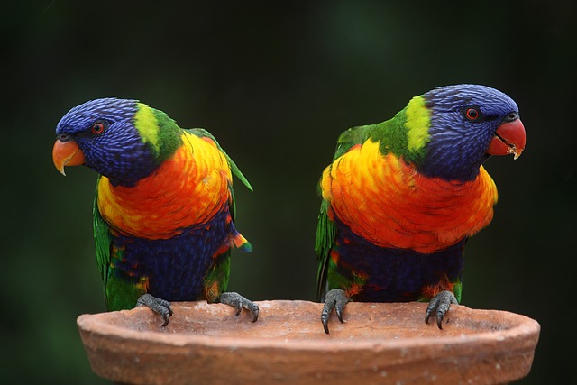 rainbow-lorikeets-686100_640.jpg