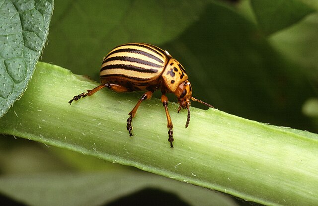 Colorado_potato_beetle.jpg