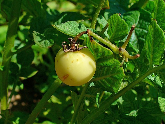 Solanum_tuberosum_004.JPG