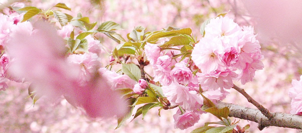 %E8%8A%B1%E5%BC%80%E8%8A%B1%E8%90%BD