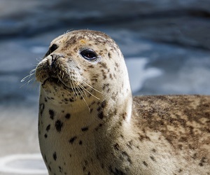 harbor-seal.jpg