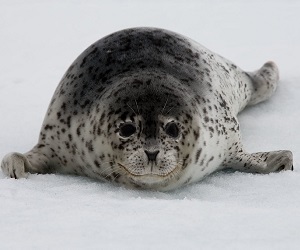 spotted-seal.jpg