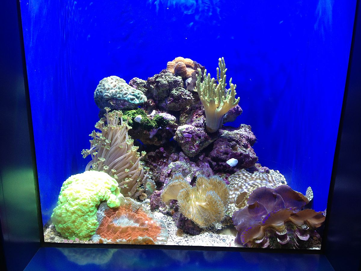colorful-reef.jpg
