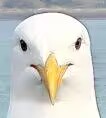 seagull.jpg