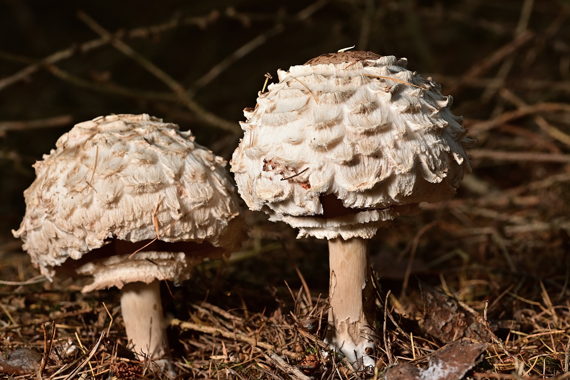 mushrooms-5798150_1920.jpg