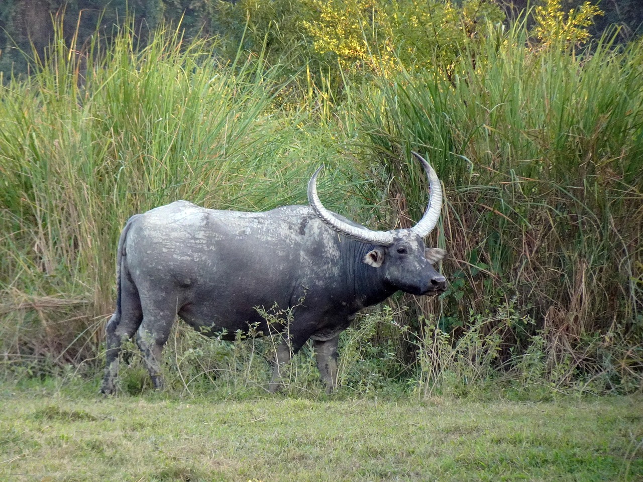 %E6%B0%B4%E7%89%9B-1