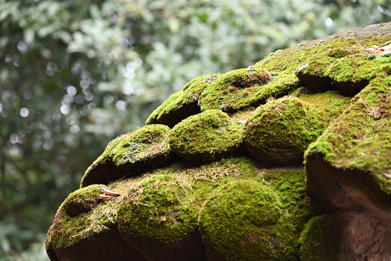 %E7%9F%B3%E7%8B%AE-1