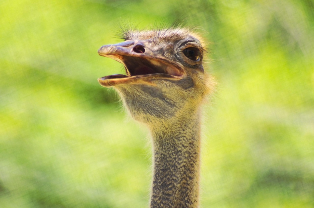 %E9%B8%B5%E9%B8%9F-2