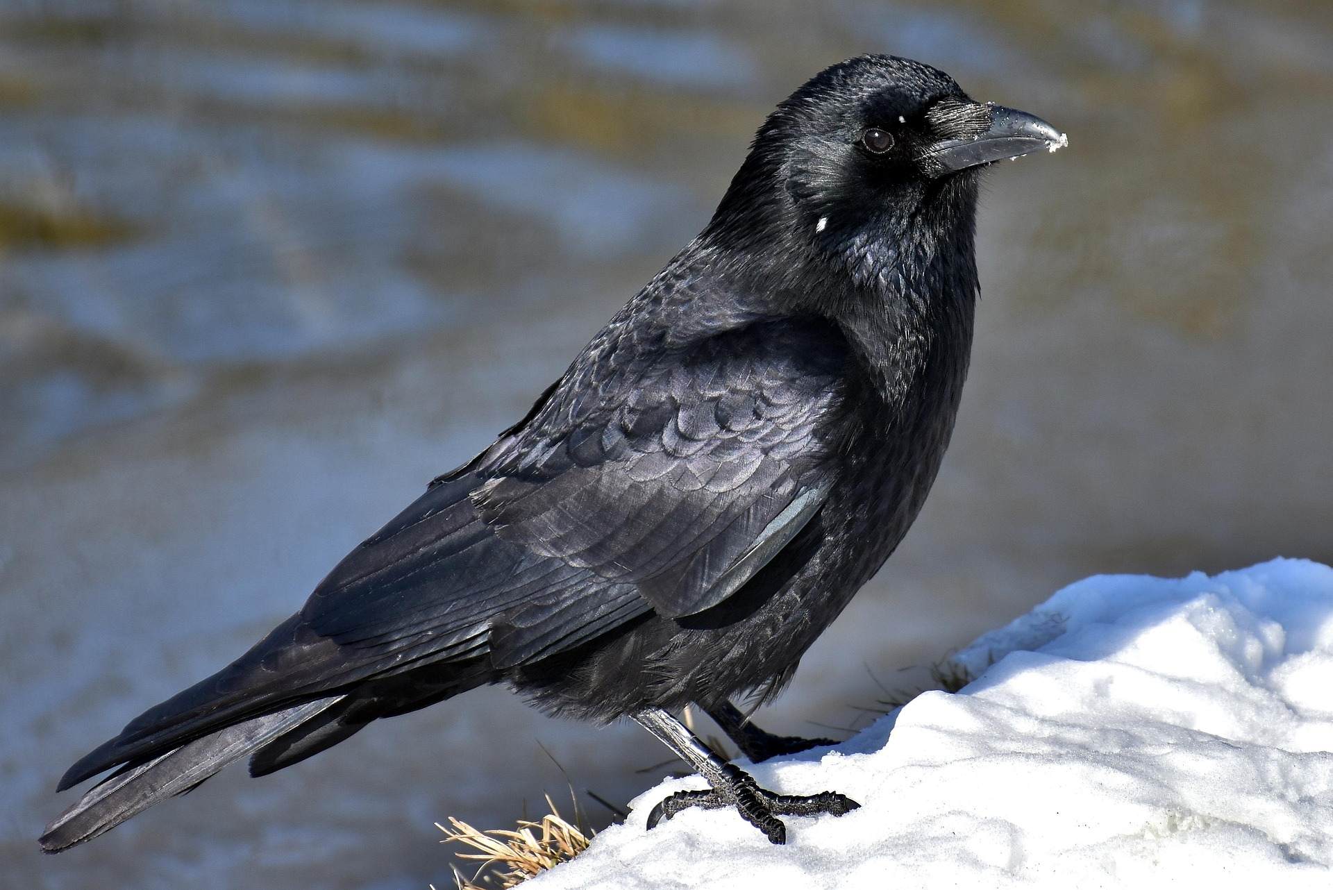 common-raven-3184260_1920.jpg
