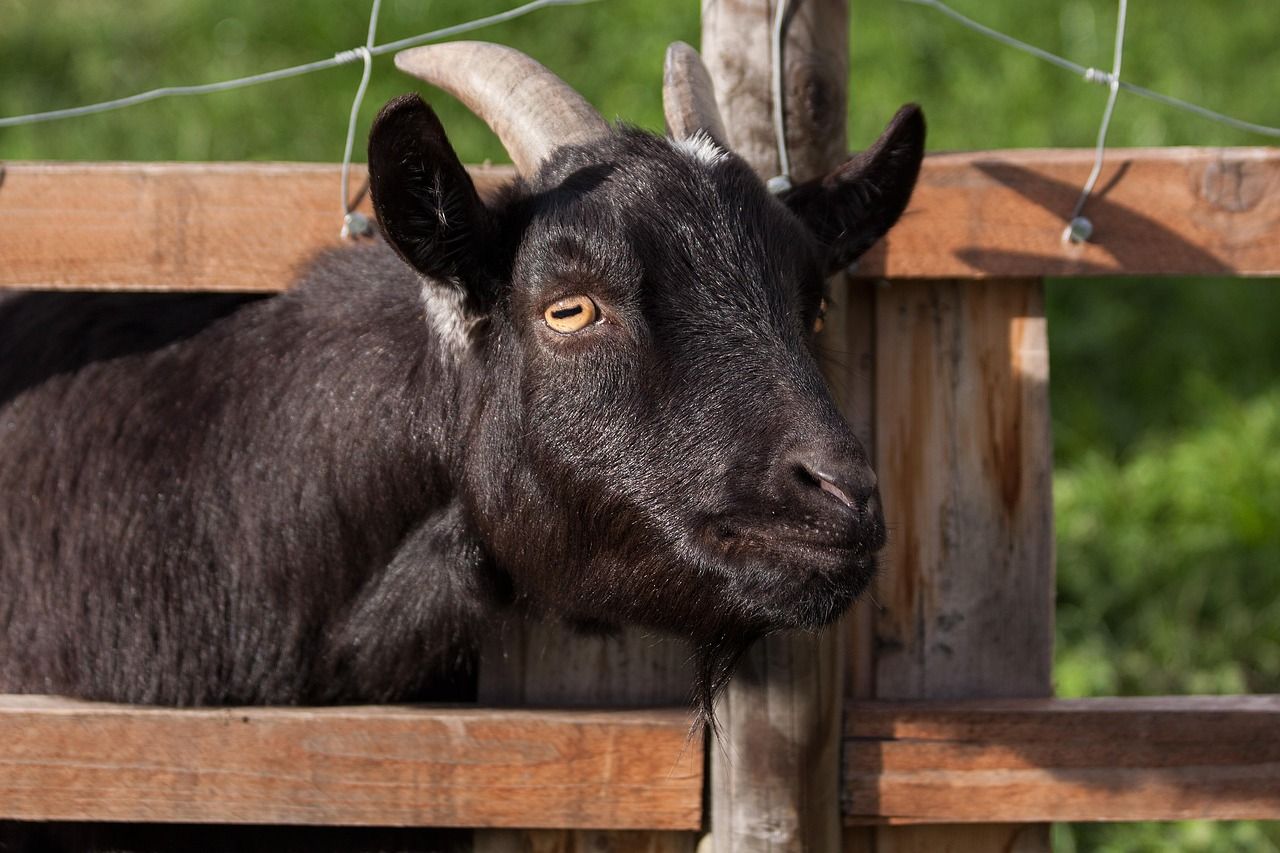 domestic-goat-207309_1280.jpg