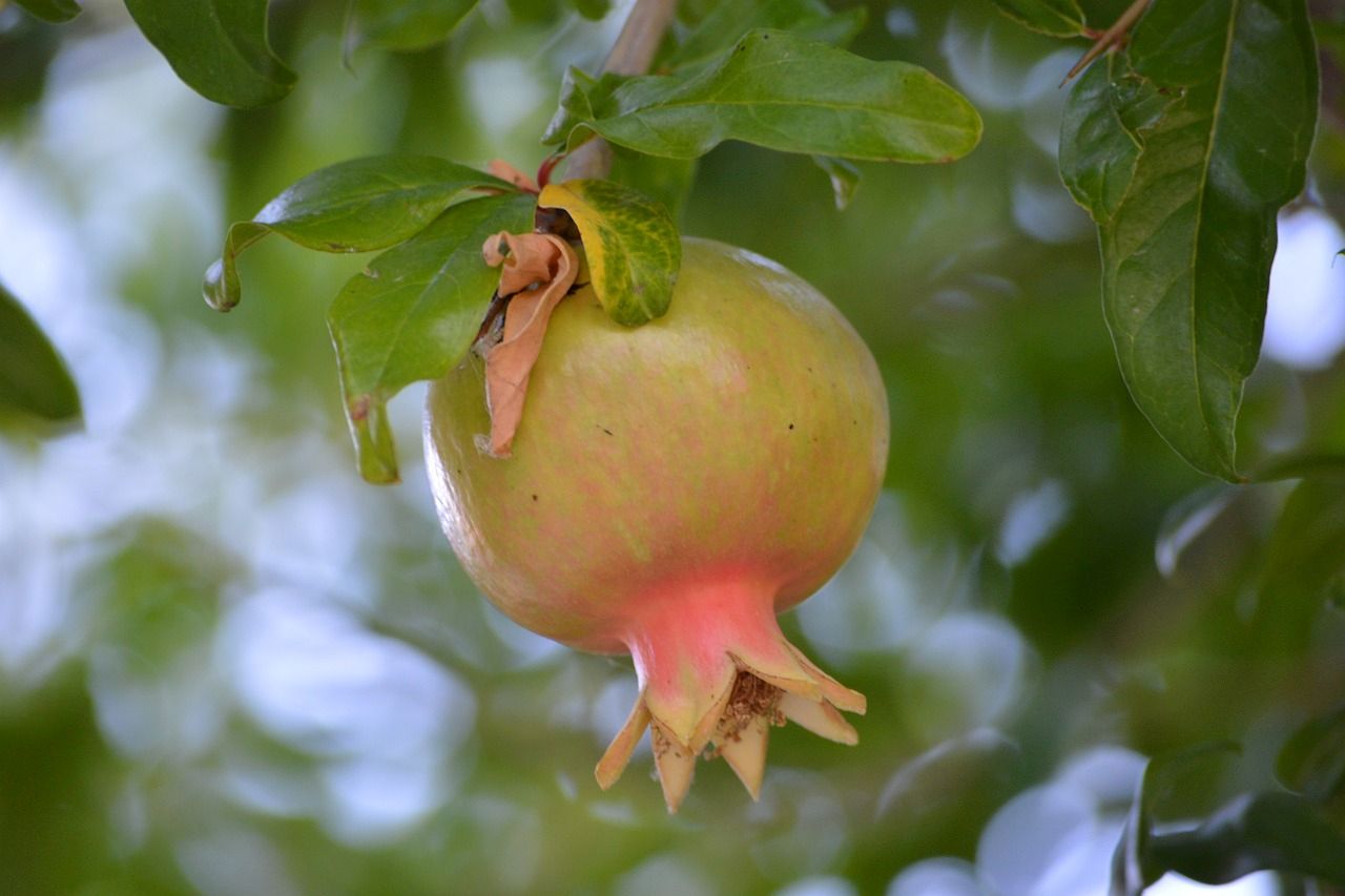 pomegranate-5532301_1280.jpg