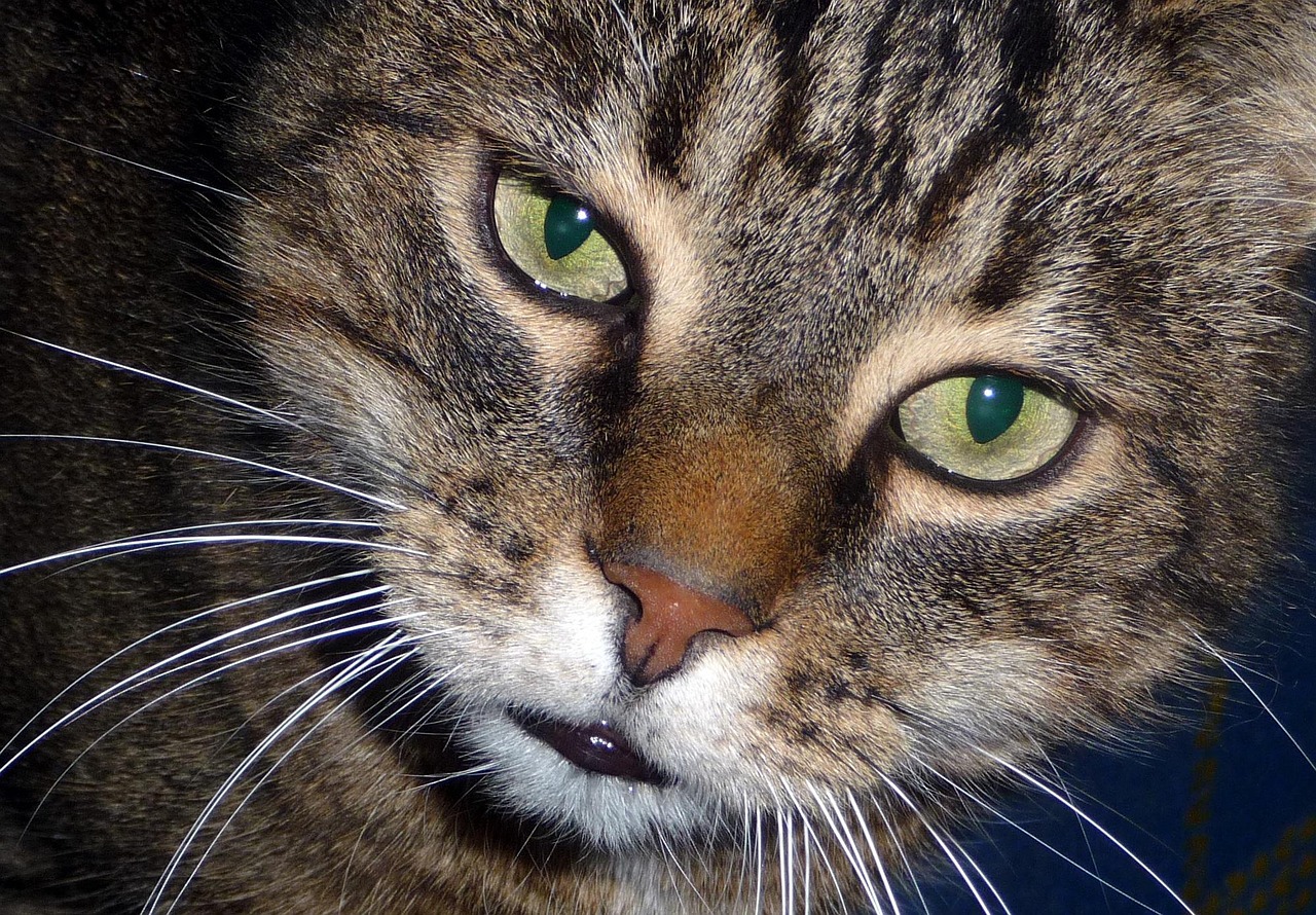 Steally在看镜头。他总是这么喜欢凑到镜头的紧跟前! cat-2687862_1280.jpg