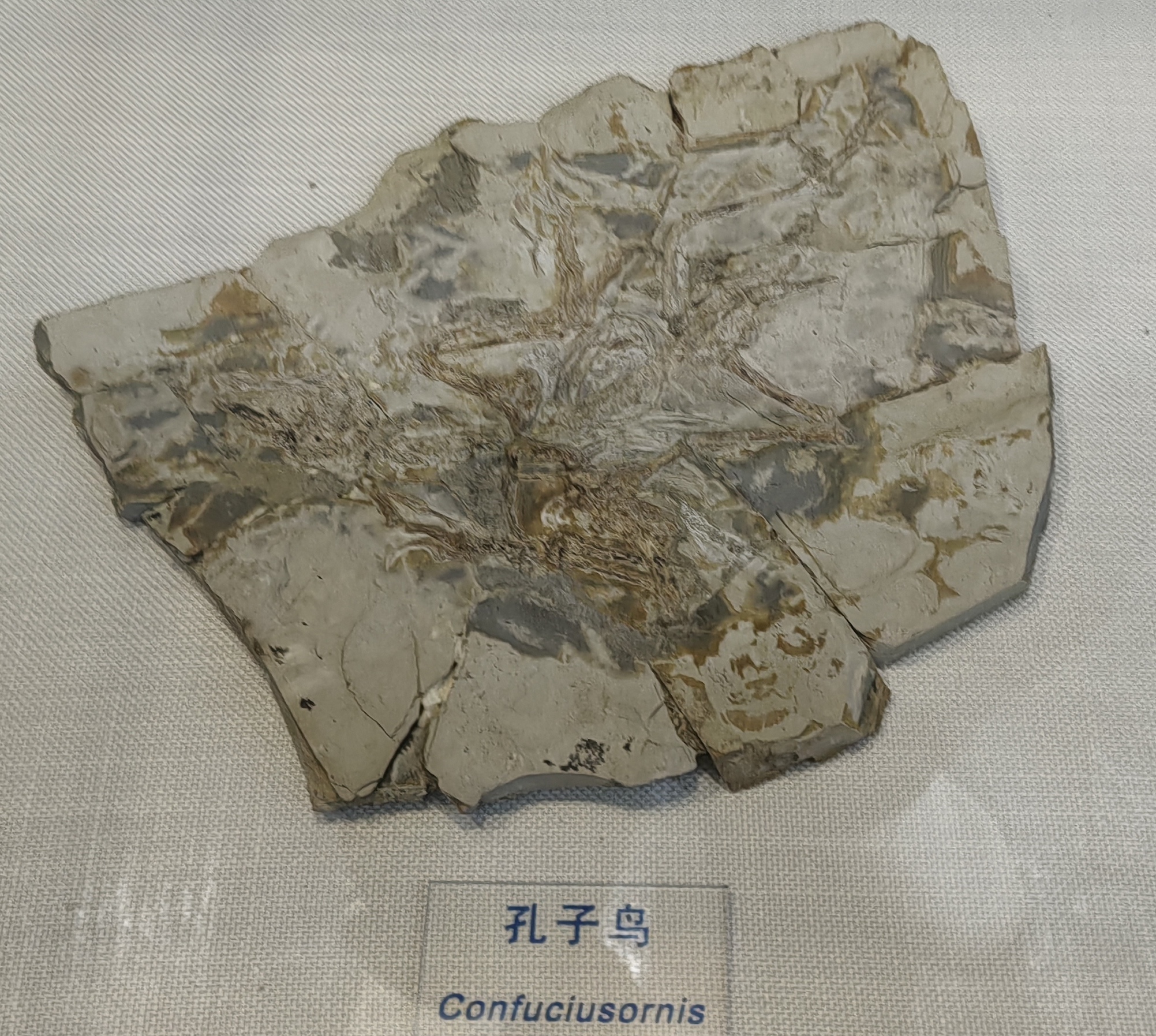 %E5%AD%94%E5%AD%90%E9%B8%9F