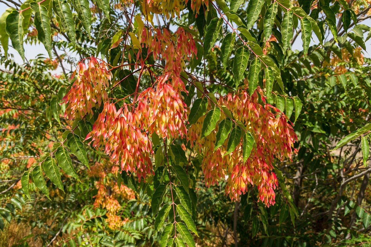 ailanthus-altissima-872444_1280.jpg