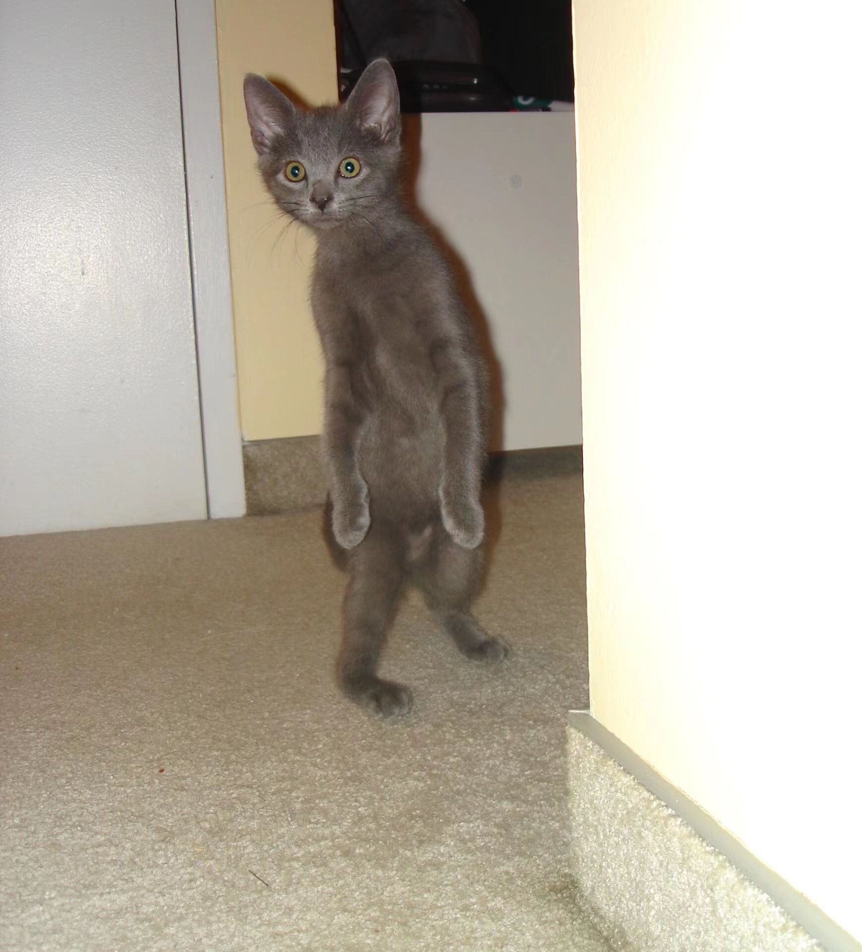 cat.jpg