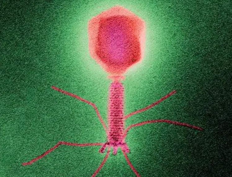 噬菌体（已知最小形态）