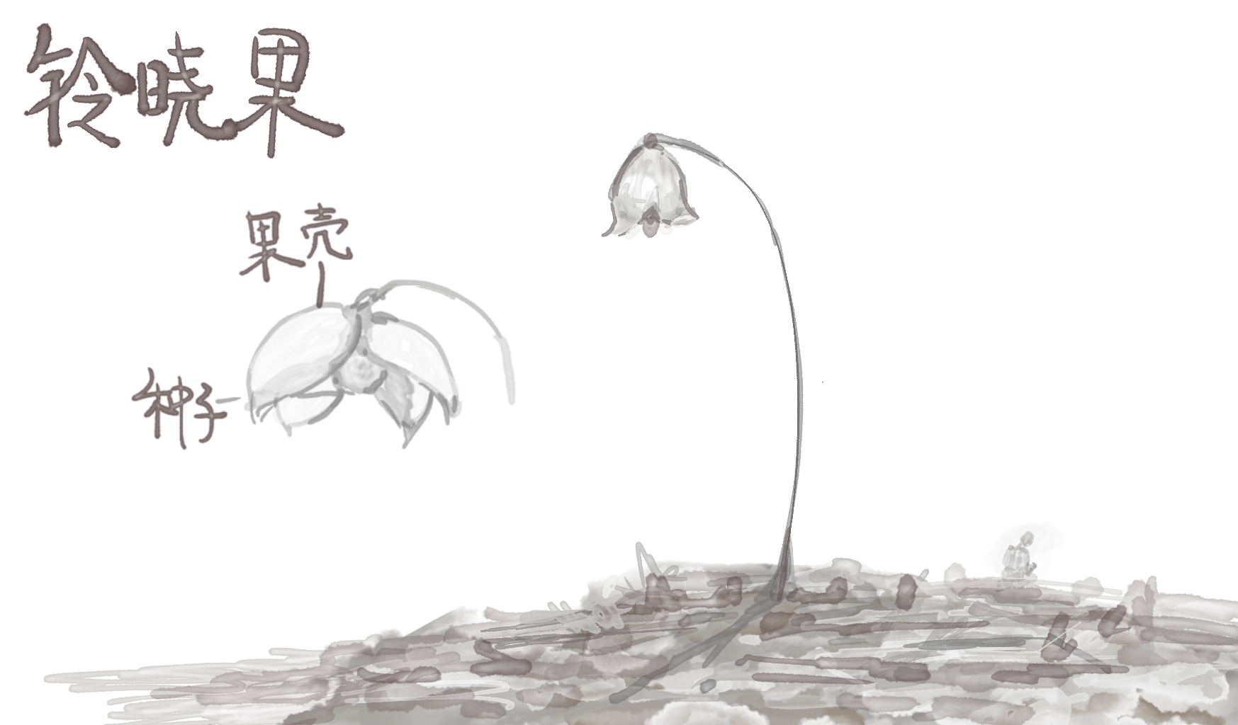 %E9%93%83%E6%99%93%E6%9E%9C