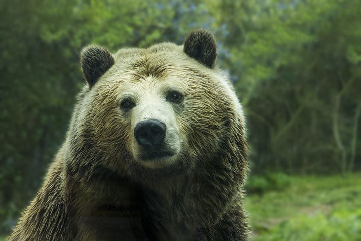 bear-1245807__480.jpeg