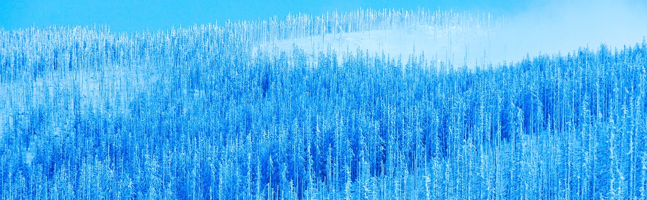 %CE%A3K%E6%A0%91%E6%9E%97