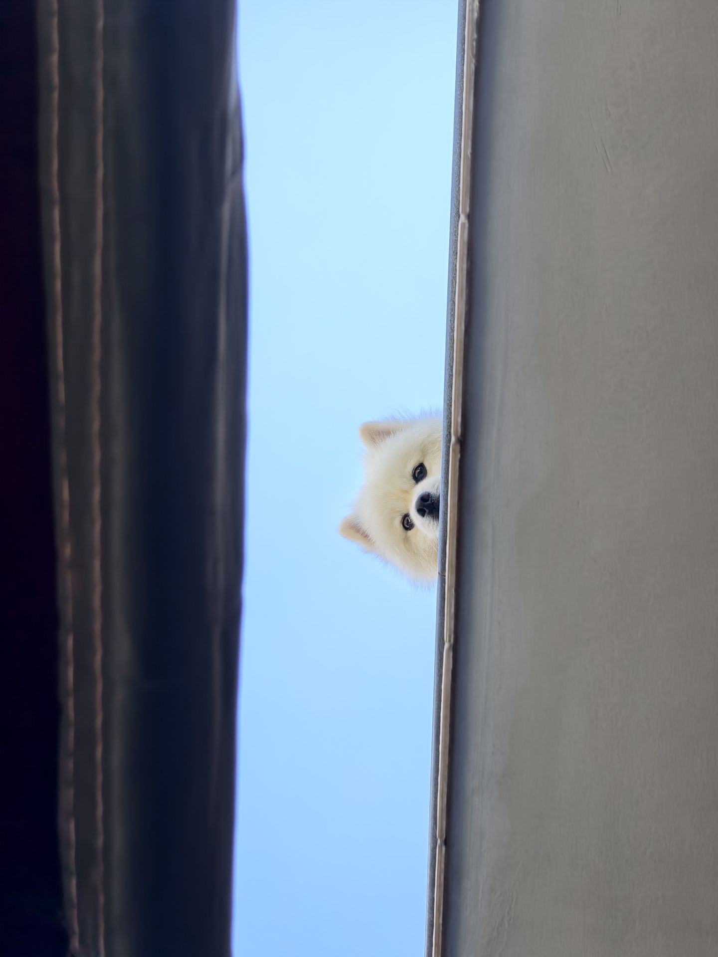 3191-%E7%8B%97%E7%8B%97%E5%9B%BE