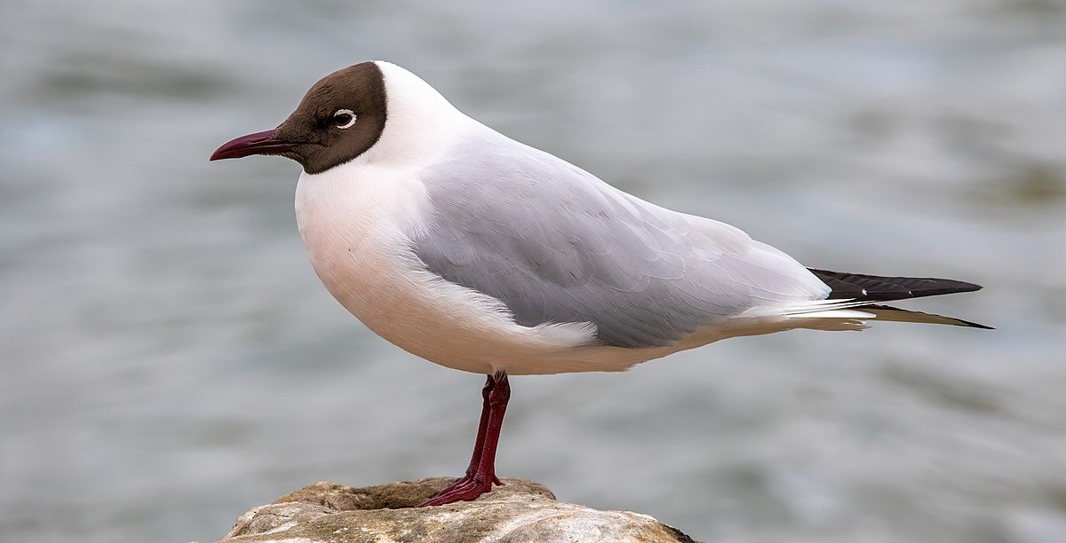 Black-headed_gull_breeding_plumage.jpg