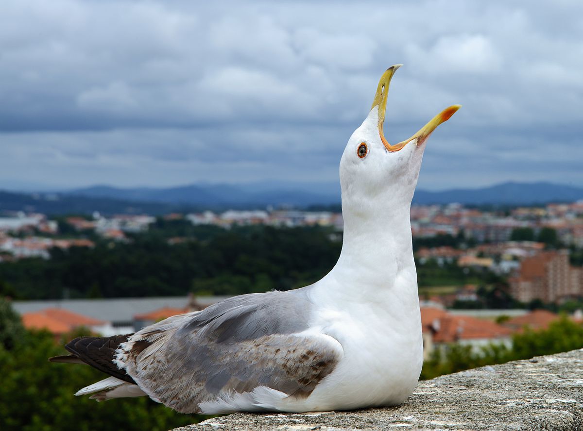 seagull%20laugh.jpg