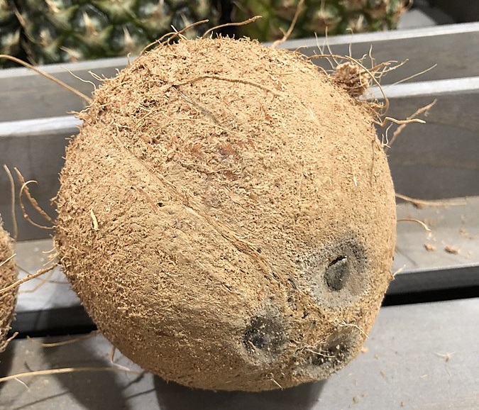 675px-Coconut_1_2018-03-29.jpg